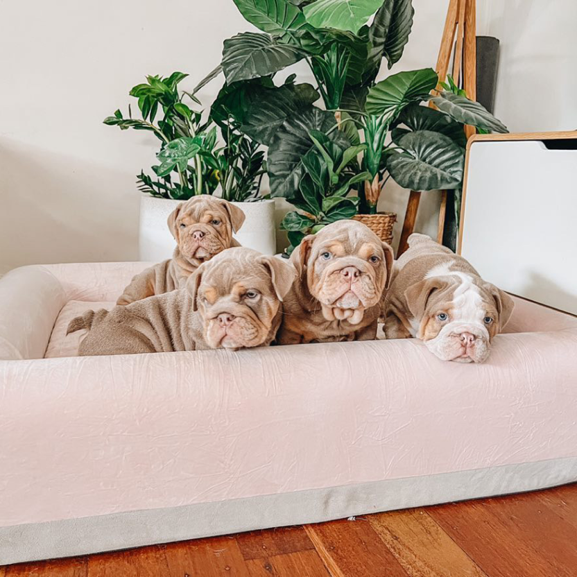 Premium Orthopedic Memory Foam Dog Bed - Pink (Medium)