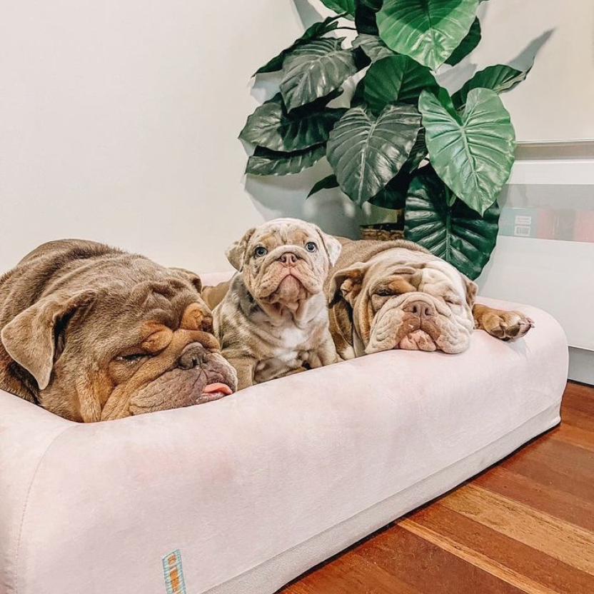 Premium Orthopedic Memory Foam Dog Bed - Pink (Medium)