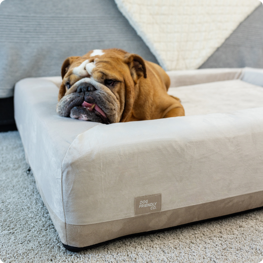 Round or Square? Finding the Perfect Bed Shape for Your Dog