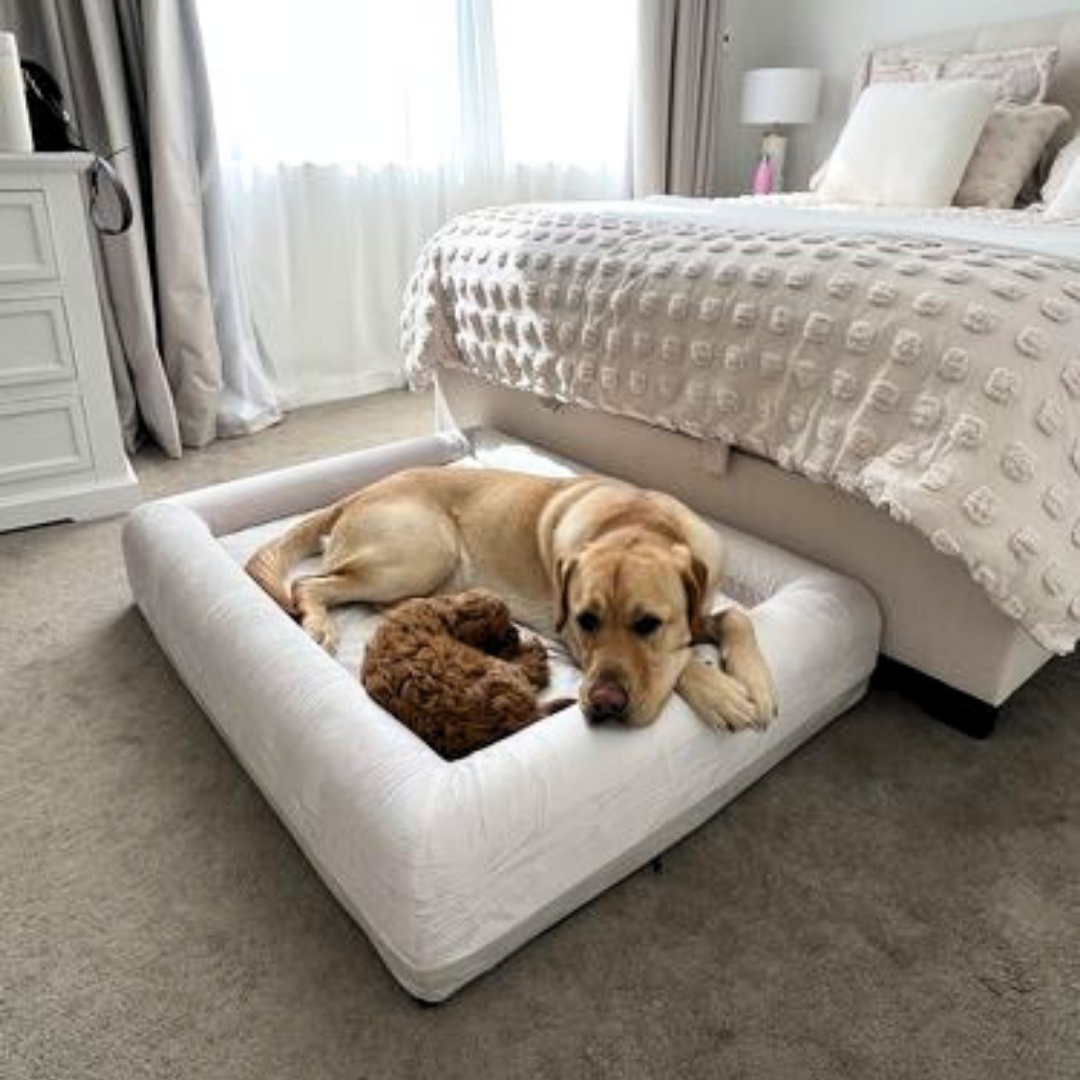 Hiding Out or Hanging Out? Why Your Dog Sleeps Under Your Bed