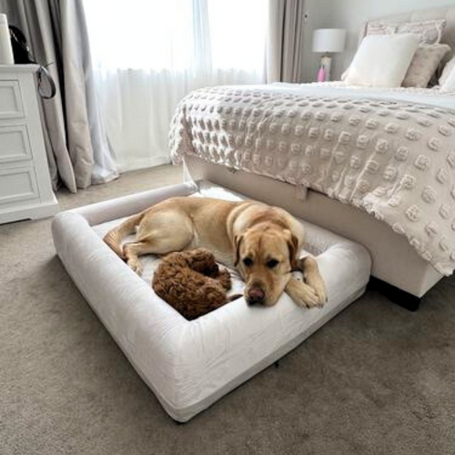 Hiding Out or Hanging Out? Why Your Dog Sleeps Under Your Bed