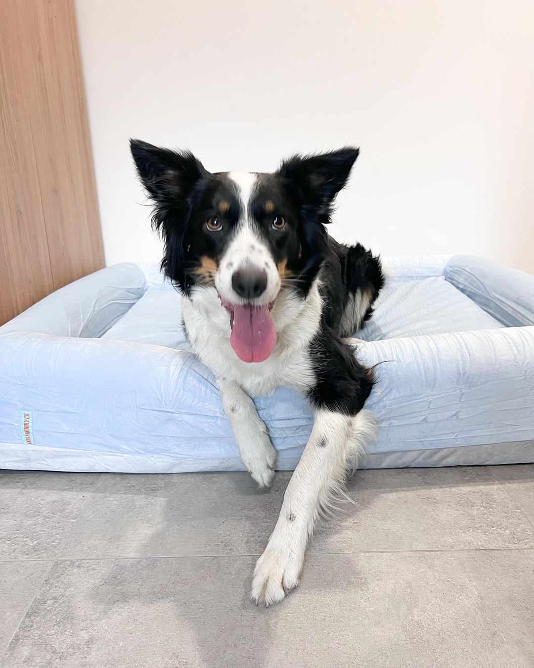 Do Dogs Prefer Hard or Soft Beds?