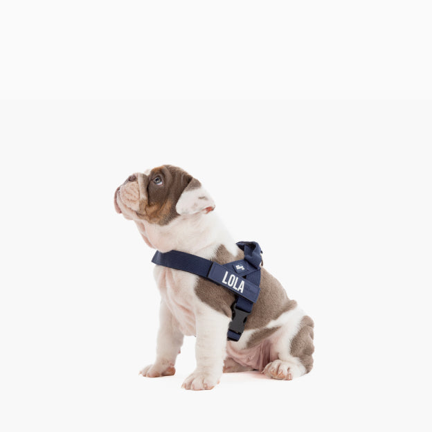 Dog Harness - Navy Blue