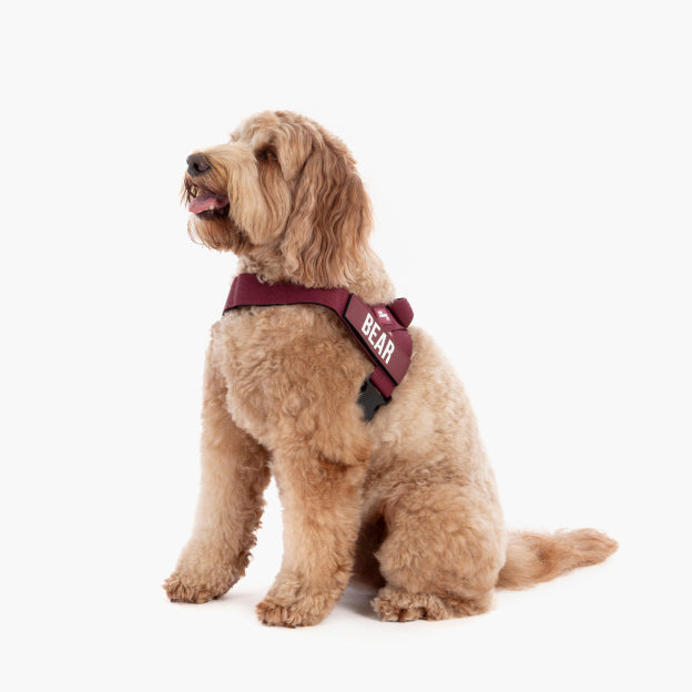 Dog Harness - Burgundy