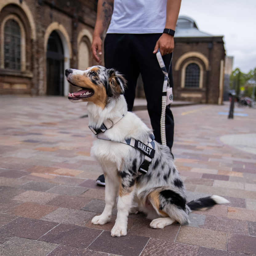 Dog Harness - Limited Edition Beige