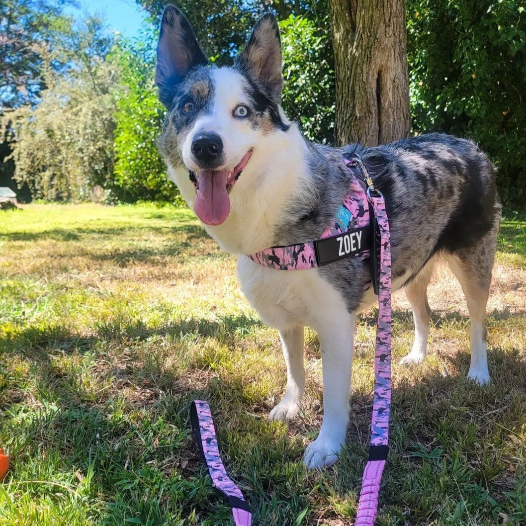 Dog Harness