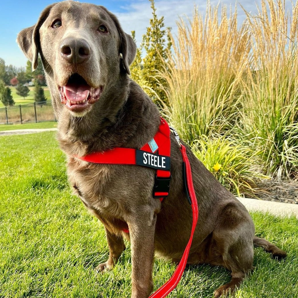 Dog Harness - Red