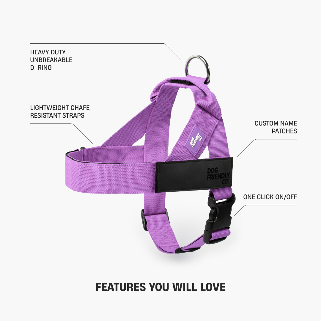 Dog Harness - Purple