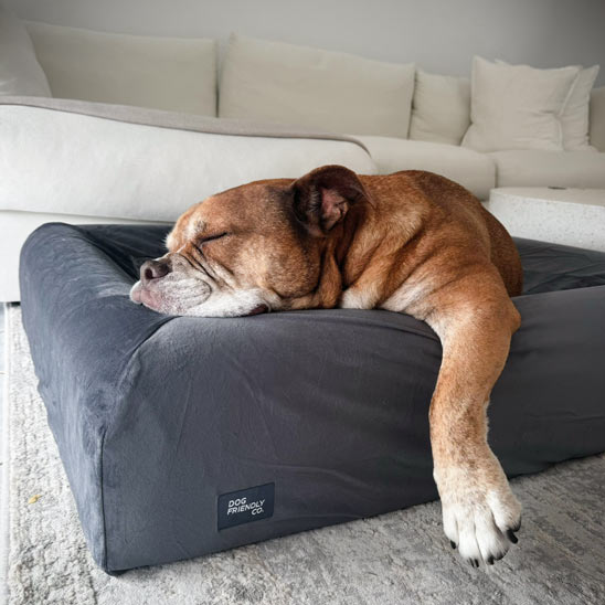 Orthopedic Memory Foam Dog Bed - Charcoal (Medium)