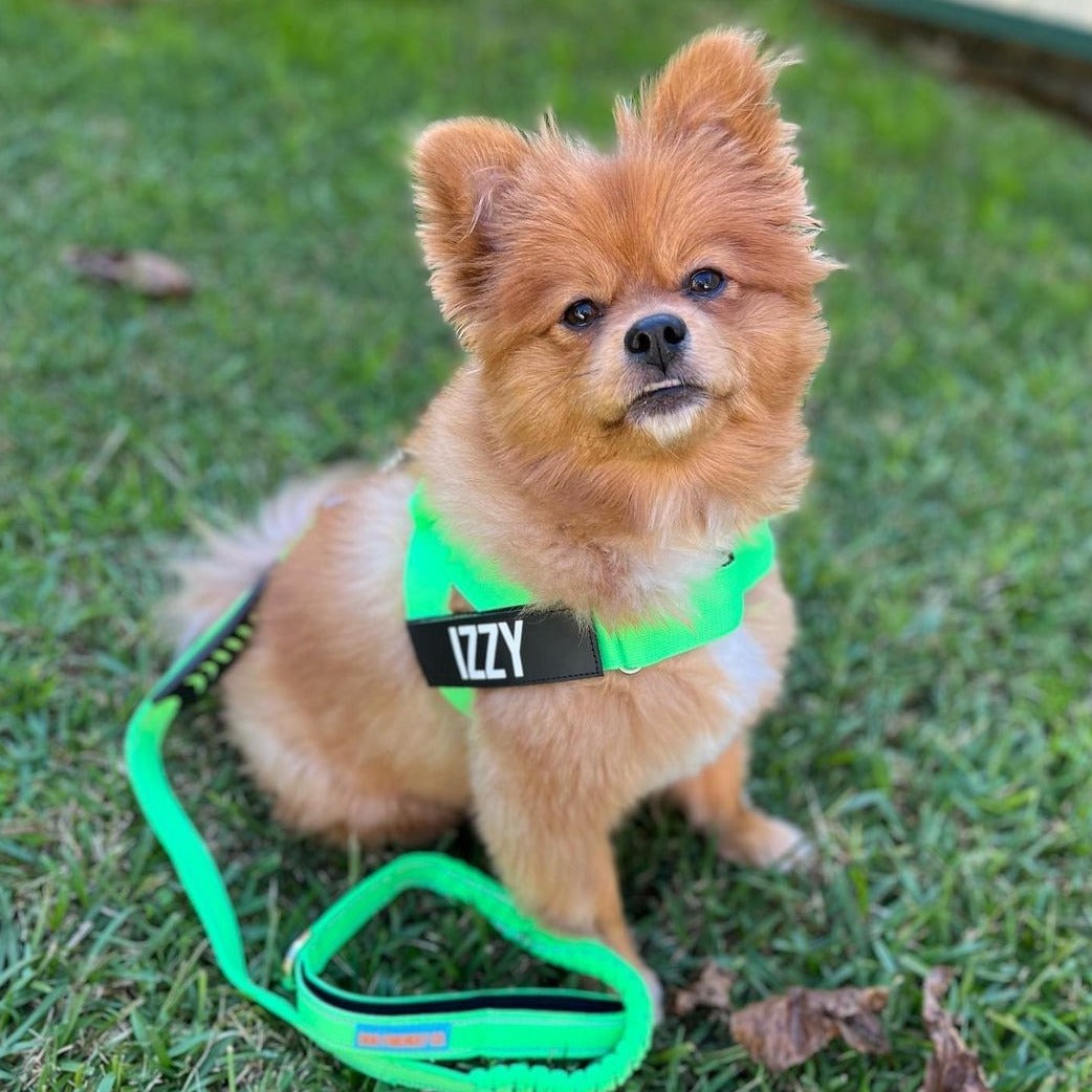 Dog Harness - Neon Green