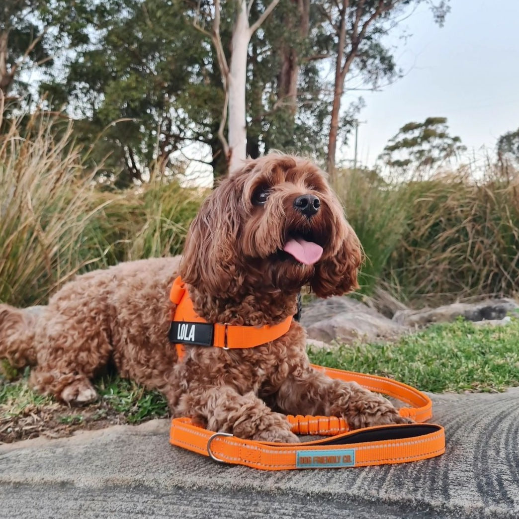 Dog Harness - Orange