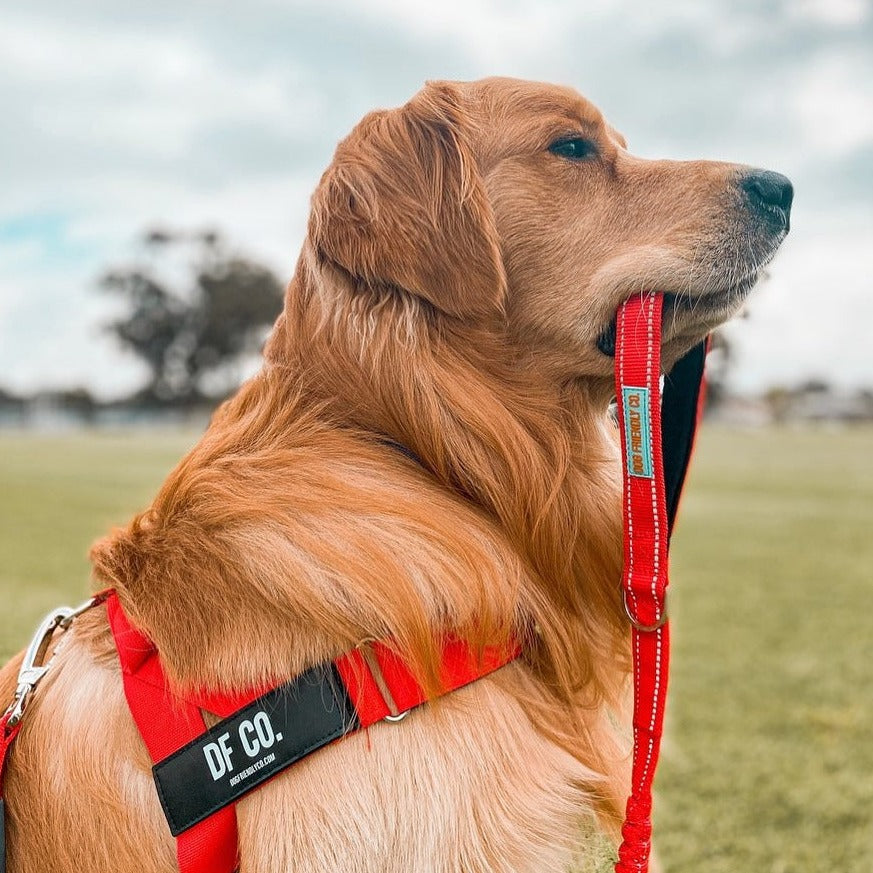 Dog Harness - Red