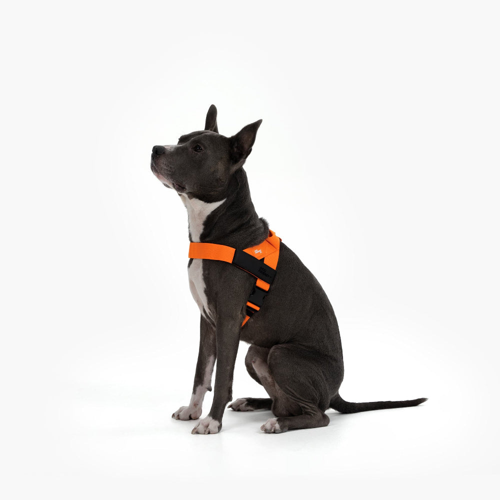 Dog Harness - Orange