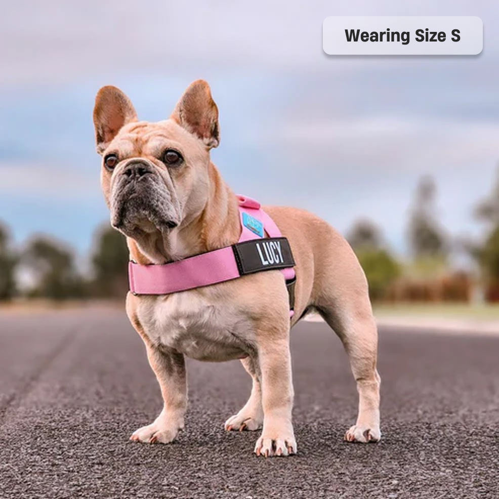 Dog Harness - Pink