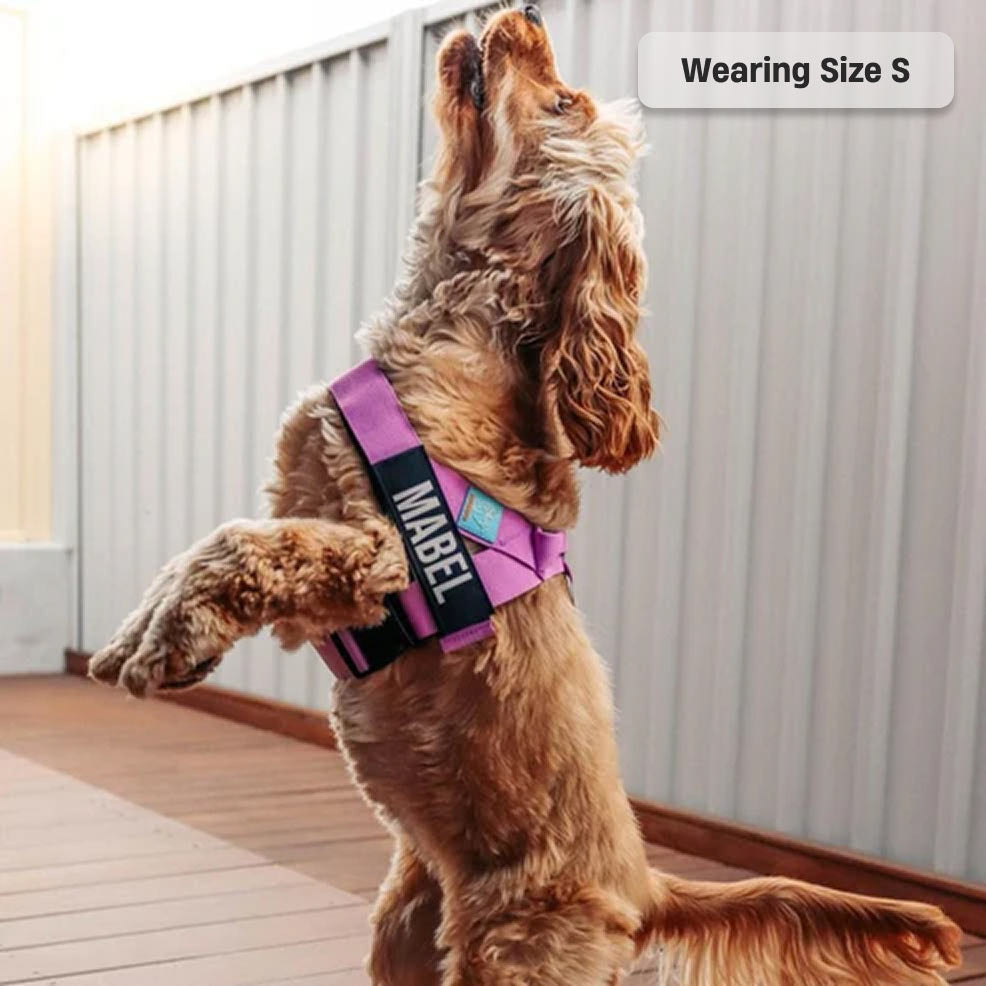 Dog Harness - Purple