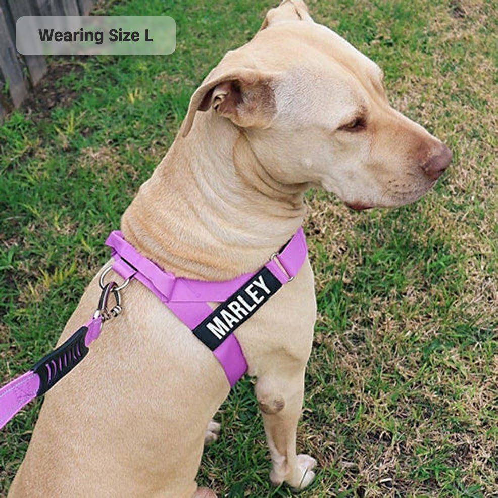 Dog Harness - Purple