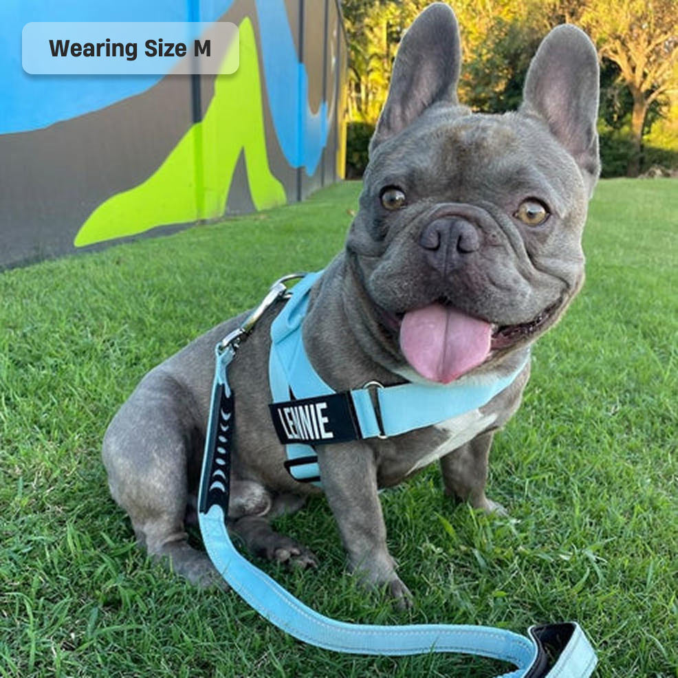 Dog Harness - Sky Blue