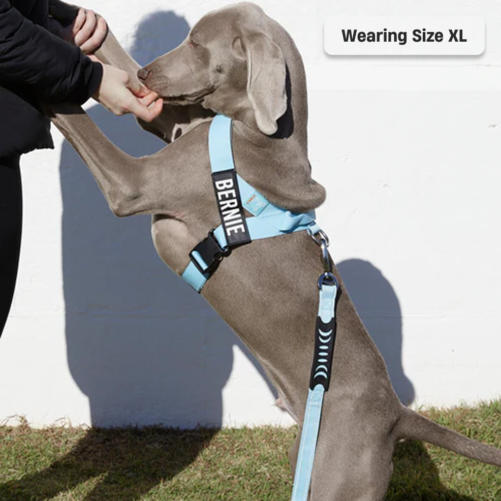 Dog Harness - Sky Blue