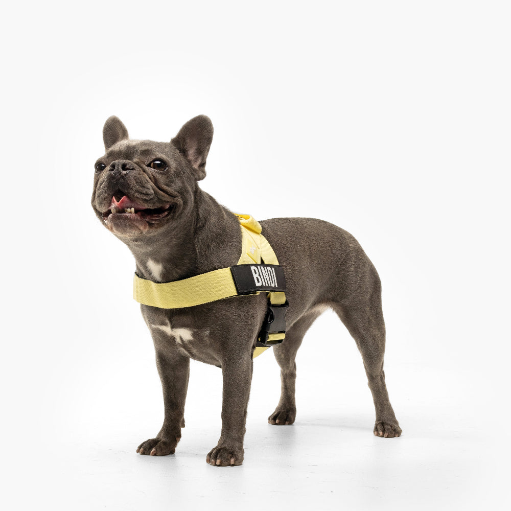 Dog Harness - Yellow